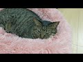 コテの最近のお気に入りの場所♪【すずとコテツ】