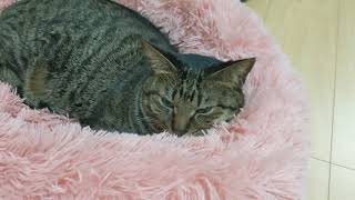 コテの最近のお気に入りの場所♪【すずとコテツ】