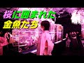 桜に包まれた金魚たち・・「めっちゃ桜~SAKURA Special~」に行きました。LUMIX S5II