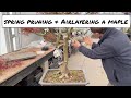 Spring Pruning Japanese Maple & Airlayering