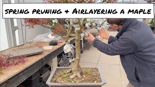 Spring Pruning Japanese Maple & Airlayering