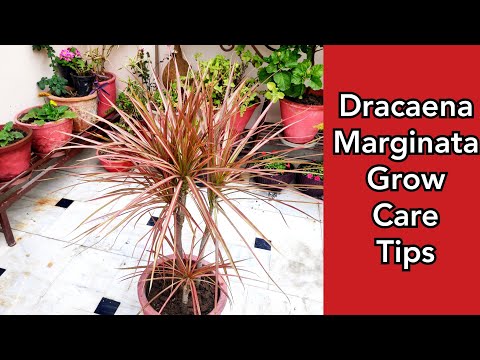 فيديو: Dracaena Marginata (35 صورة): رعاية Dracaena يحدها المنزل ، مسقط رأس تنوع Magenta والتكاثر والتقليم وتشكيل التاج