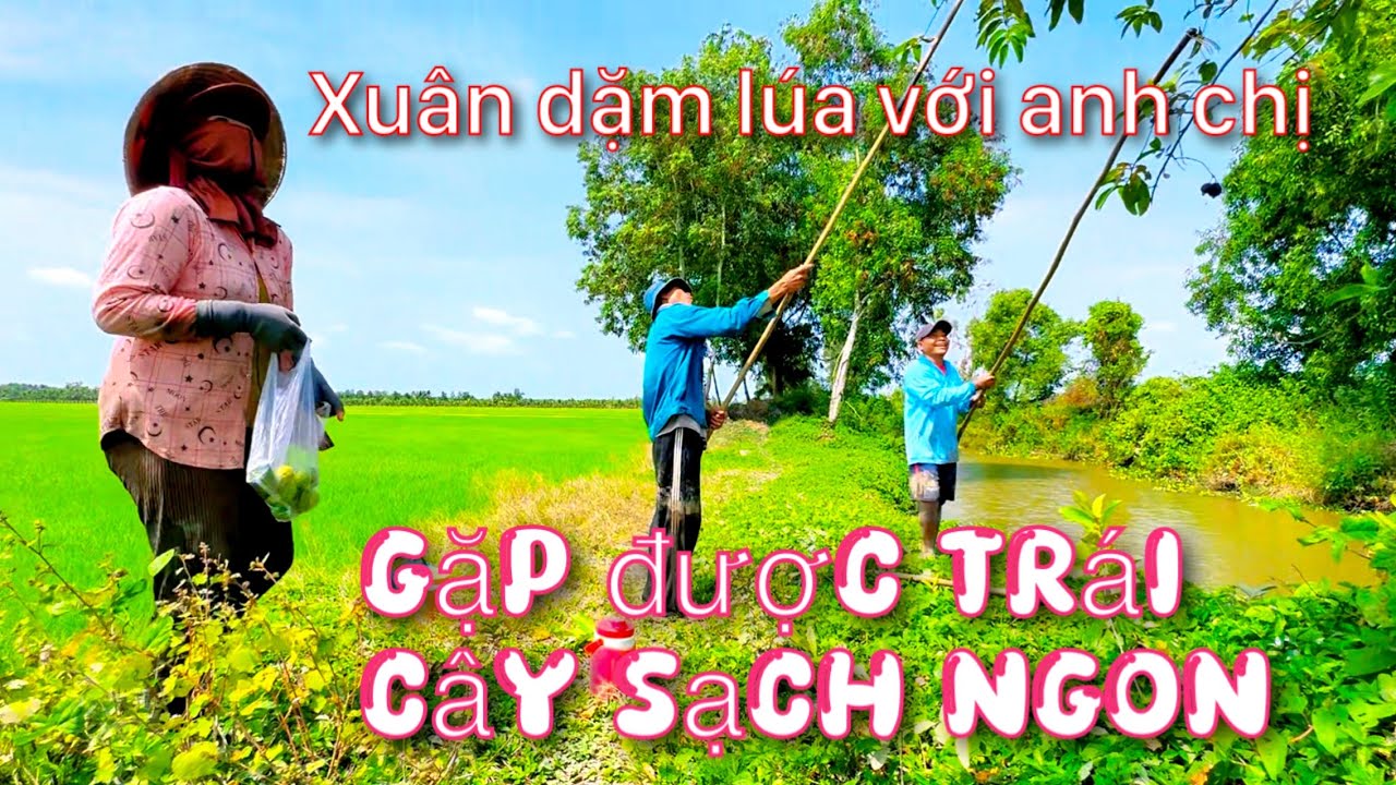 Xuân dặm lúa cho thầy gặp được anh chị hài hước em Xuân rất thích thú 