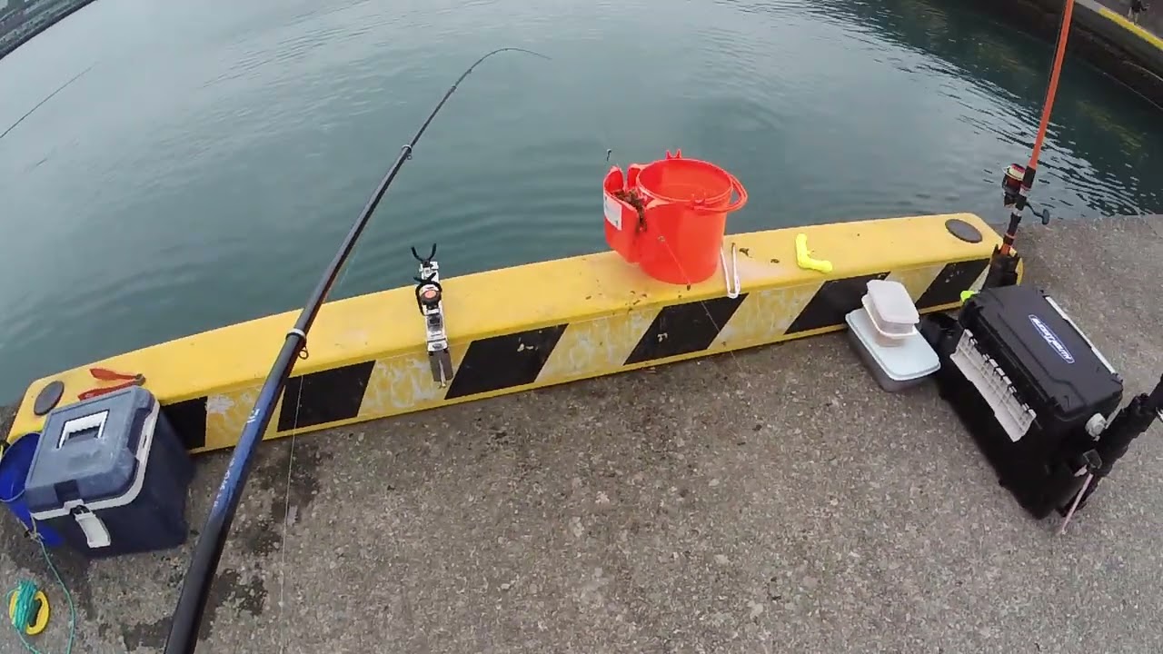 静岡県由比港　トリックサビキ釣り【小サバ】2025６上旬