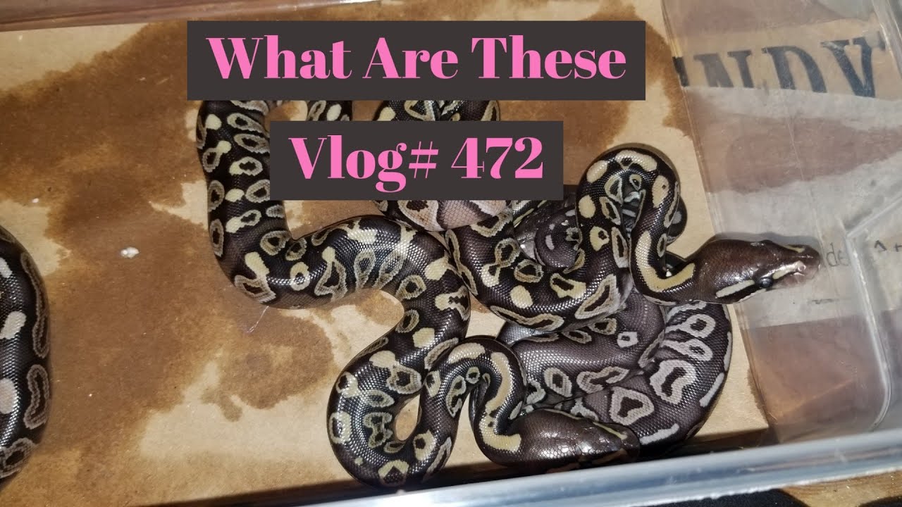 pythons for sale How Did This Happen ? Noooo!!!! Vlog# 472