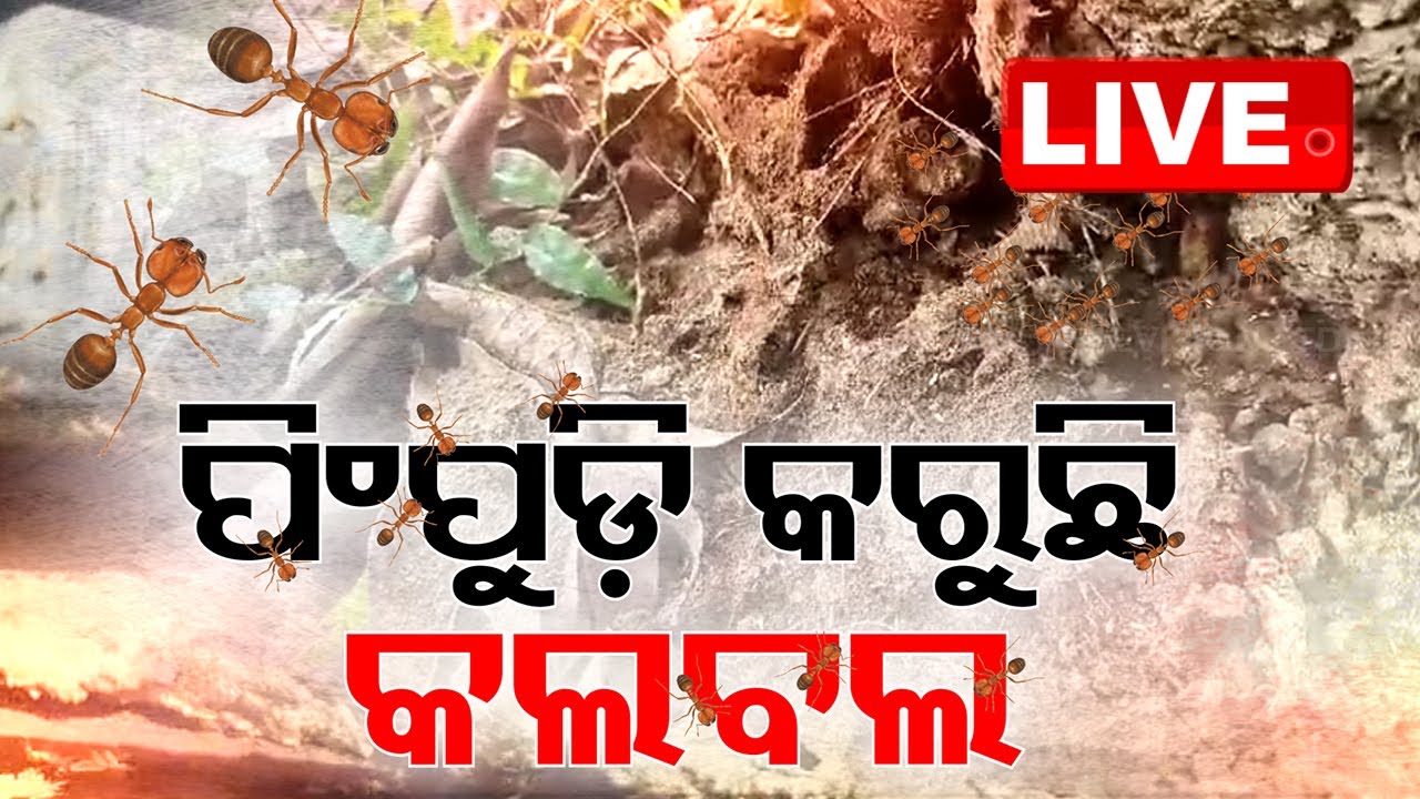 LIVE | ଗାଁରେ ପିମ୍ପୁଡ଼ି ଆତଙ୍କ | Red Ant Terrorize in Odisha's Nimapara