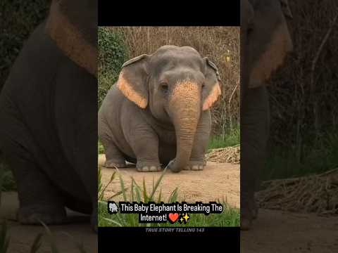 🤣 shocking baby elephant 🤯#shortsfeed #ytshorts #shocking #elephant #cute