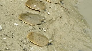 Releasing Spiny Softshell Turtle Hatchlings!