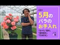 #397 5月のバラのお手入れ【バラの育て方:5月】