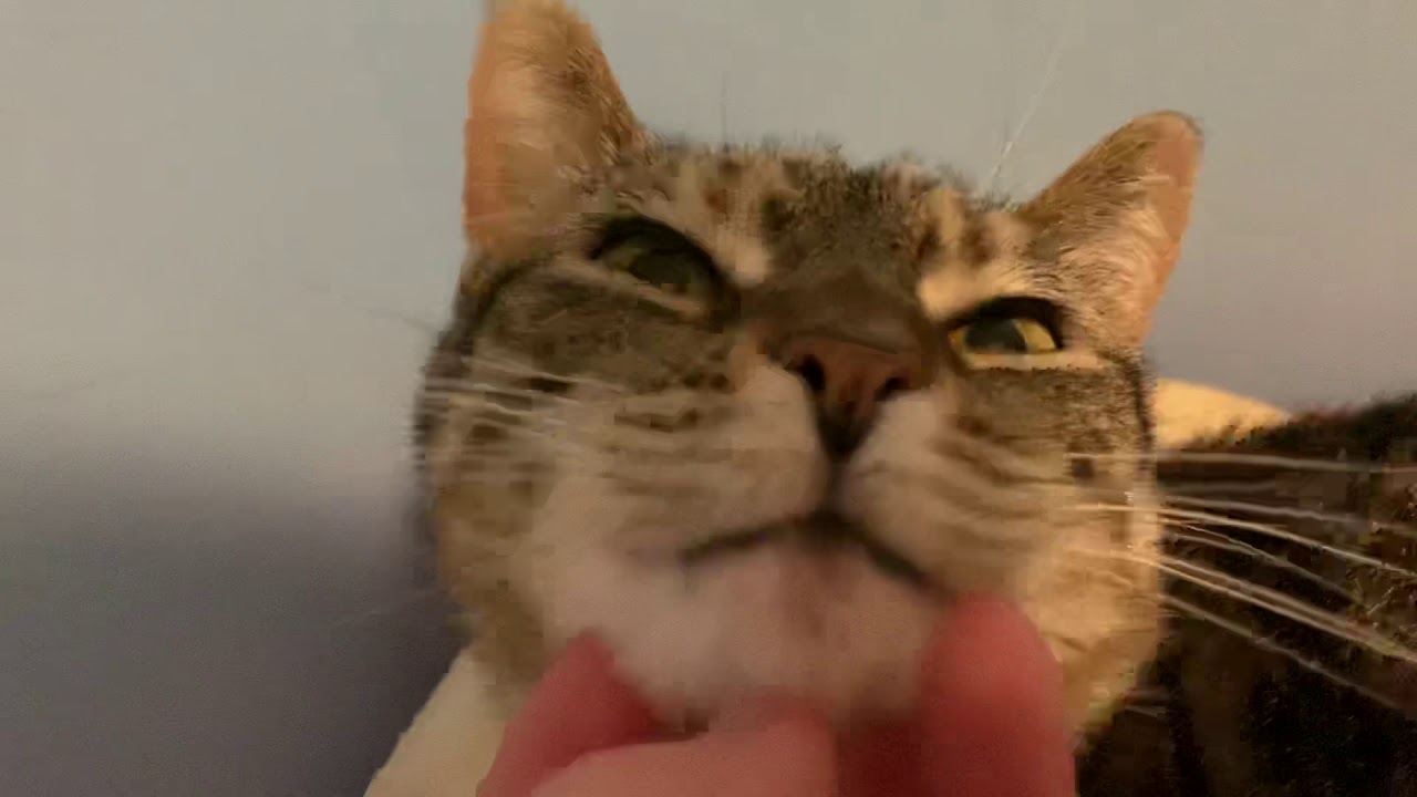 Stripey cat 🐱 gets a chinscratch 😂 YouTube