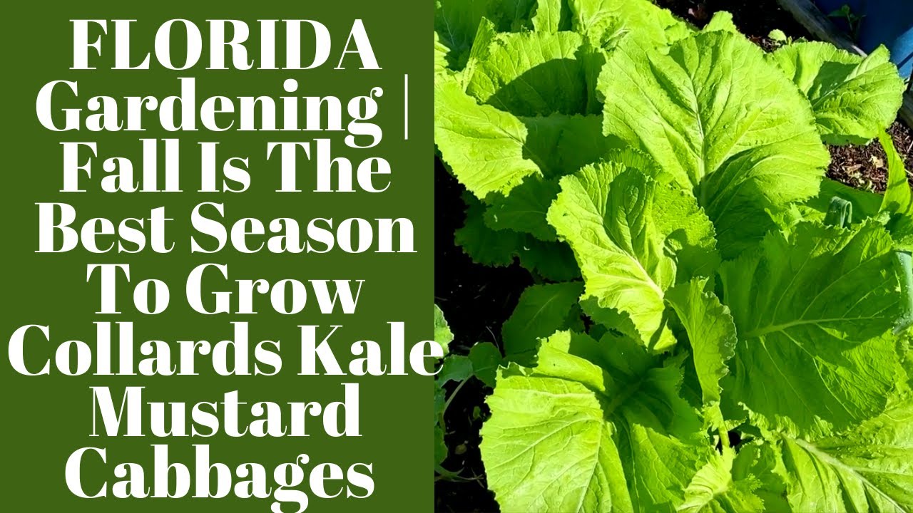 Best Time to Plant Cabbage in Florida: Ultimate Growing Guide 2 Best Time to Plant Cabbage in Florida: Ultimate Growing Guide