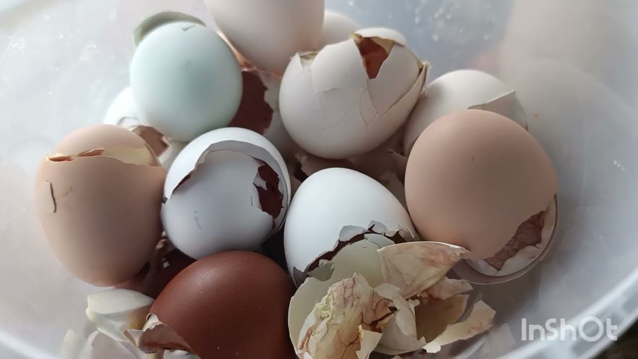 Что я делаю со скорлупой из инкубатора?🤔🙄