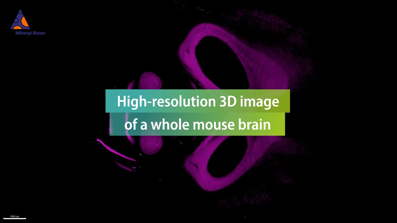 High-resolution 3D image of a whole mouse brain - YouTube