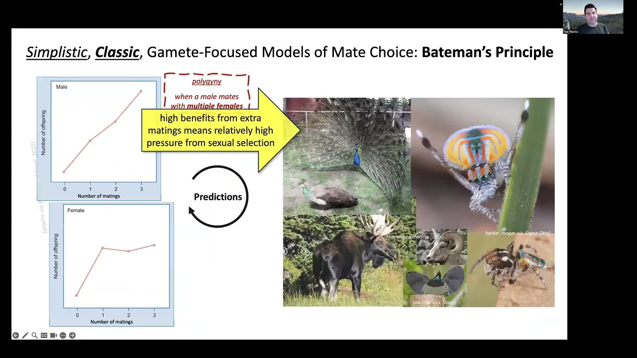 Поведенческая экология репродуктивных стратегий: от принципа Бейтмана до детоубийства и полиандрии