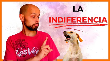 ¿Por qué debes ignorar a tu perro cuando llegas a casa?