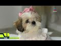 Estafadores usan la adopción de perros y gatos para engañar a la gente | Noticias con Nacho Lozano