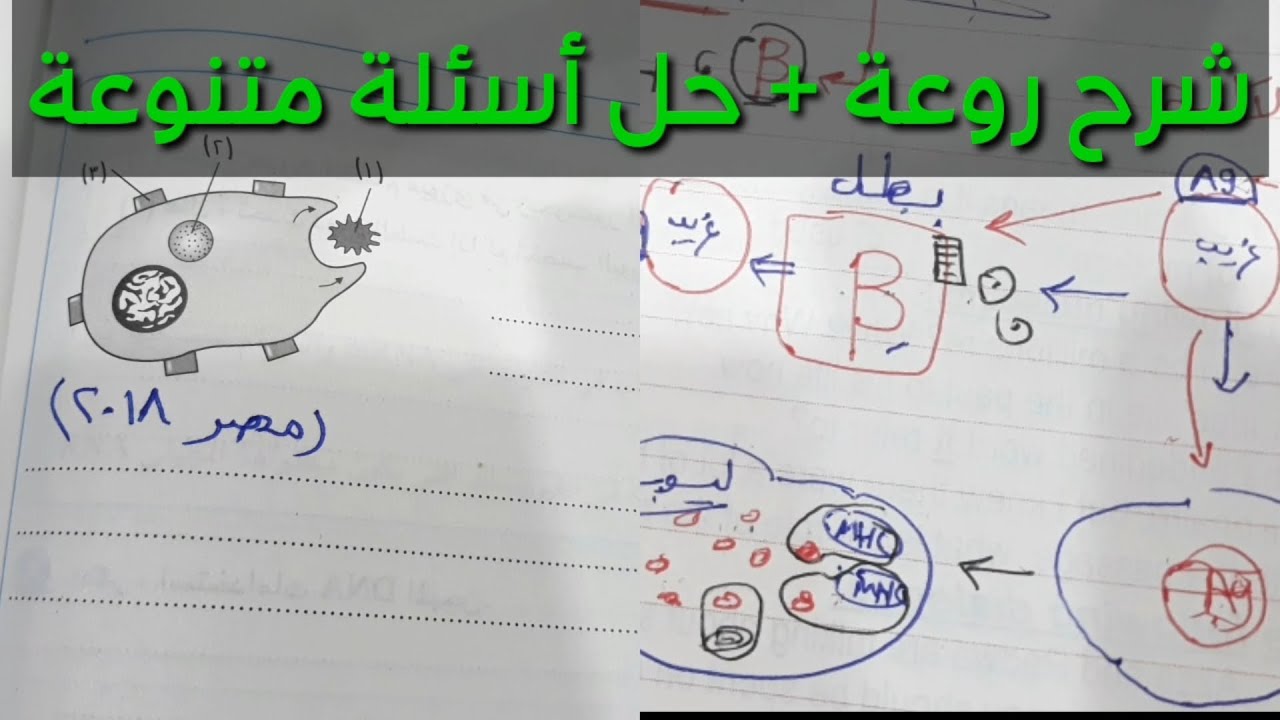 شرح المناعة الخلطية بشكل مبسط جداااا + حل اسئلة عليها