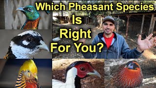 Full Which Pheasant Species Is Right For You News