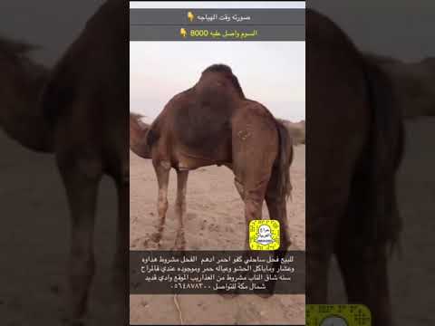 فحل ساحلي كفو احمر ادهم
