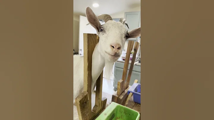 Kidding Prep: Why We Test for CAE, CL & Johne’s 🐐💉