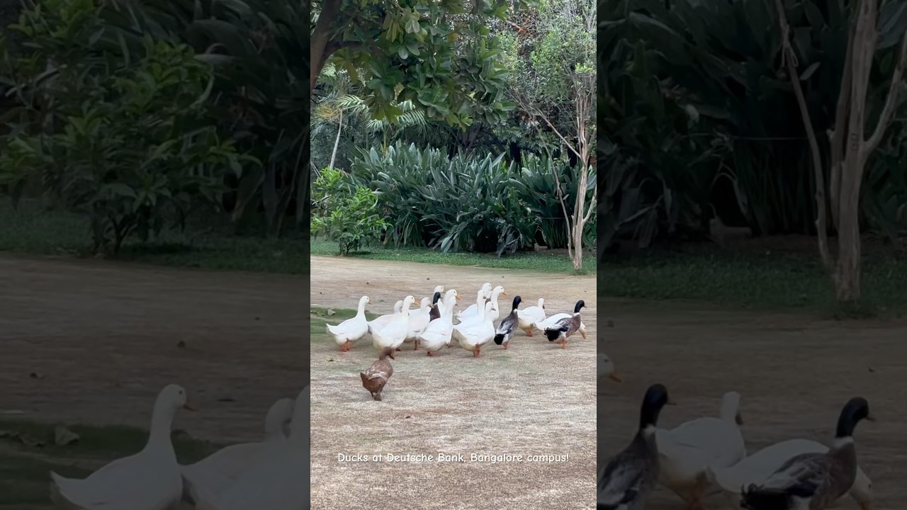 Little cute ducks at my office! Deutsche Bank, Bangalore Campus! 