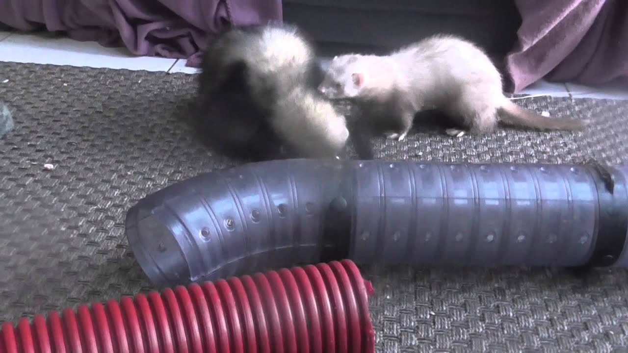 Too Cute Ferrets - Episode 4 