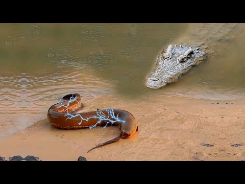 This Alligator Will Die From 860 Volts
