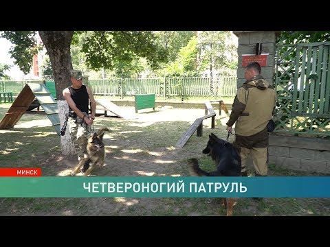 Обмануть или запутать служебную собаку можно? Эксперимент ОНТ