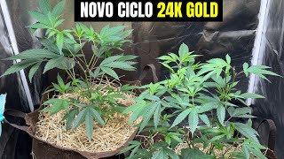 Beginning of the vegetative phase of 24K Gold - Indoor cultivation of Cannabis Sativa