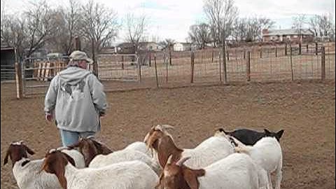 Herding Instinct Test Part 2.wmv