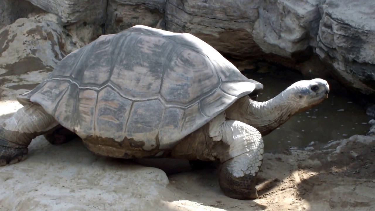 kawaii emoticons Endangered species. Only three heads in Japan.Galapagos Giant Tortoise.日本でたった３頭の絶滅危惧種。ガラパゴスゾウガメ。
