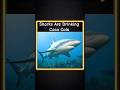 Sharks Are Drinking Coca Cola