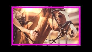 Pferdekauf: Welches Pferd passt zu mir? by EDD Channel 865 views 5 years ago 8 minutes, 1 second
