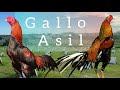 Gallo asil