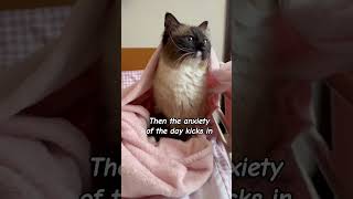 When the anxiety kicks in #cutecats #cat #catlovers #catshorts #funnycats
