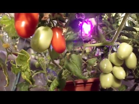 Video: Alternatif Tomat