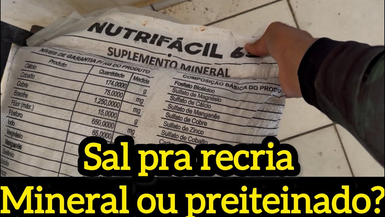 Sal mineral ou proteico pra bezerrada ? E hj percebi q preciso urgente de um cavalo 🐴 