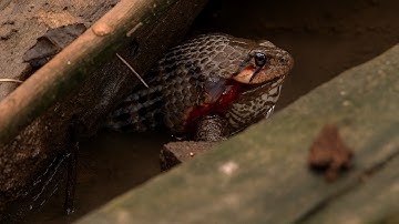 Snake eats ALIVE Frog Whole | Snake attack frog