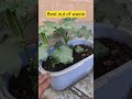 Best out of waste #gardening #terracegardenindia #organicfarming #garden #plantsofindia
