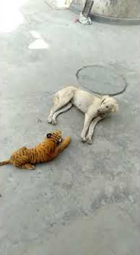 Prank anjing pemalas 😅 dengan boneka harimau 😅