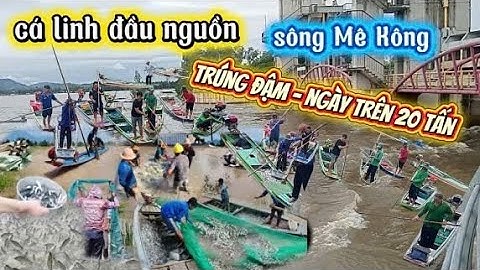 CÁ LINH ĐẦU NGUỒN SÔNG MÊ KÔNG, TRÚNG ĐẬM, NGÀY TRÊN 20 TẤN .