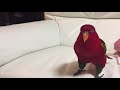 Red birb childhood III