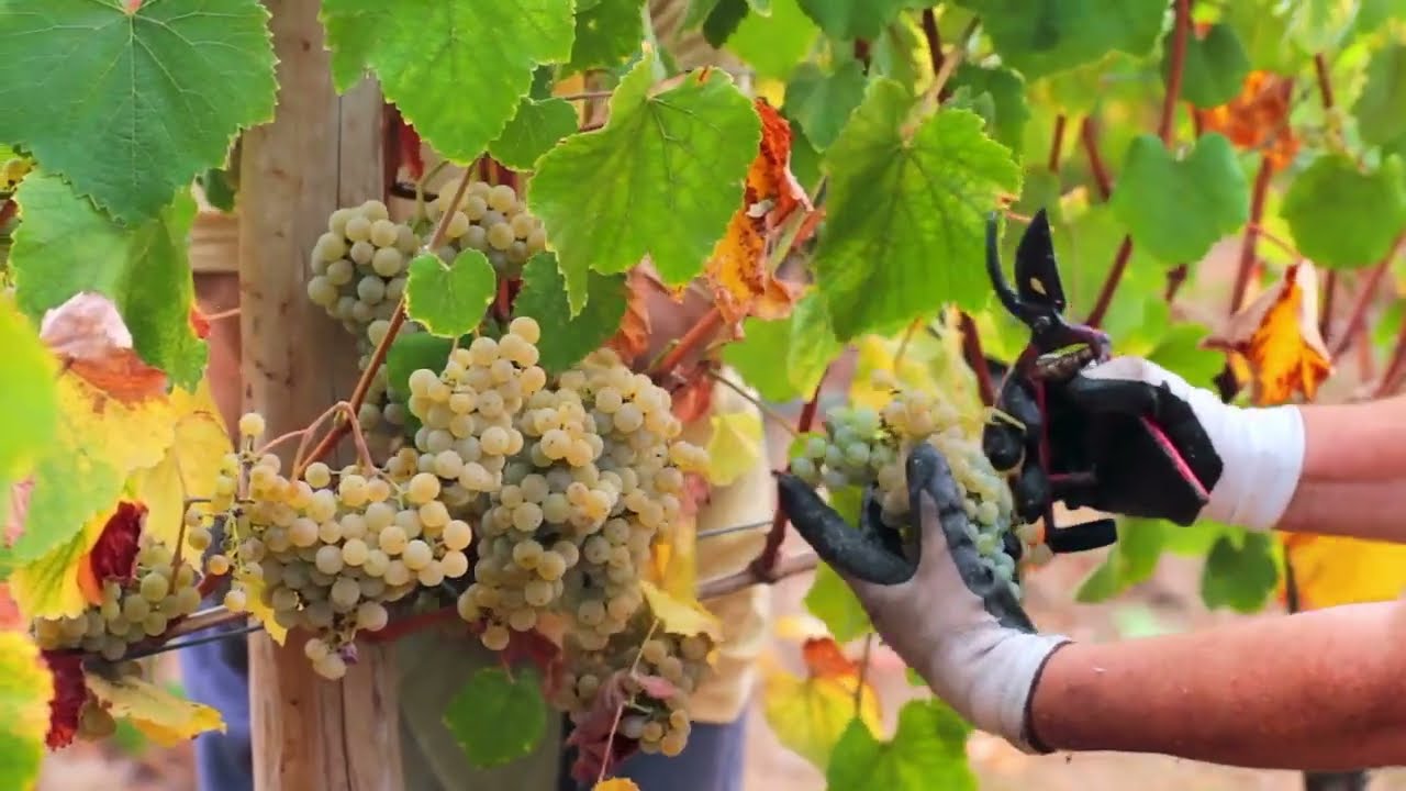 Vinos de Galicia: Descubre los mejores vinos gallegos albariño, ribeiro, Ribeira Sacra, Monterrei