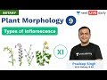 Plant Morphology - L 9 | Types of Inflorescence | Unacademy NEET | Live Daily | Botany | Pradeep Sir