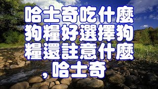 哈士奇吃什麼狗糧好選擇狗糧還註意什麼,哈士奇 哈士奇吃什麼狗糧好選擇狗糧還註意什麼,哈士奇