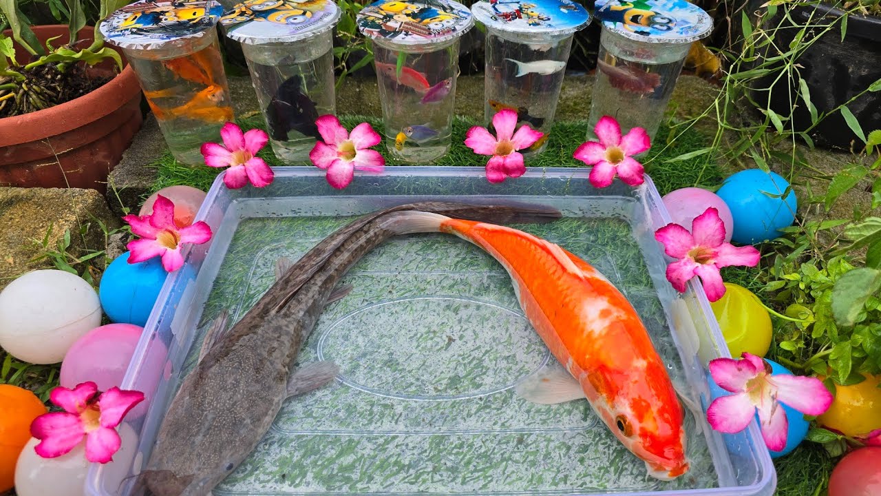 Unboxing Ikan Cupang Hias, Ikan Koki, ikan Lele, Ikan Hias, Ikan Mas, Koi, Ikan Channa, Ikan Guppy