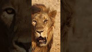 Tanzania Ngorongoro lionking animals forest ngor wildlife