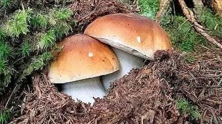 The riches of the forest! Top-quality mushrooms! ASMR