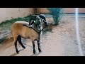 أسرار الجبل أسعار الكباش الرادسة المفقودة الرعواني و المربوط حوار حصري مع زبير الحمروني 