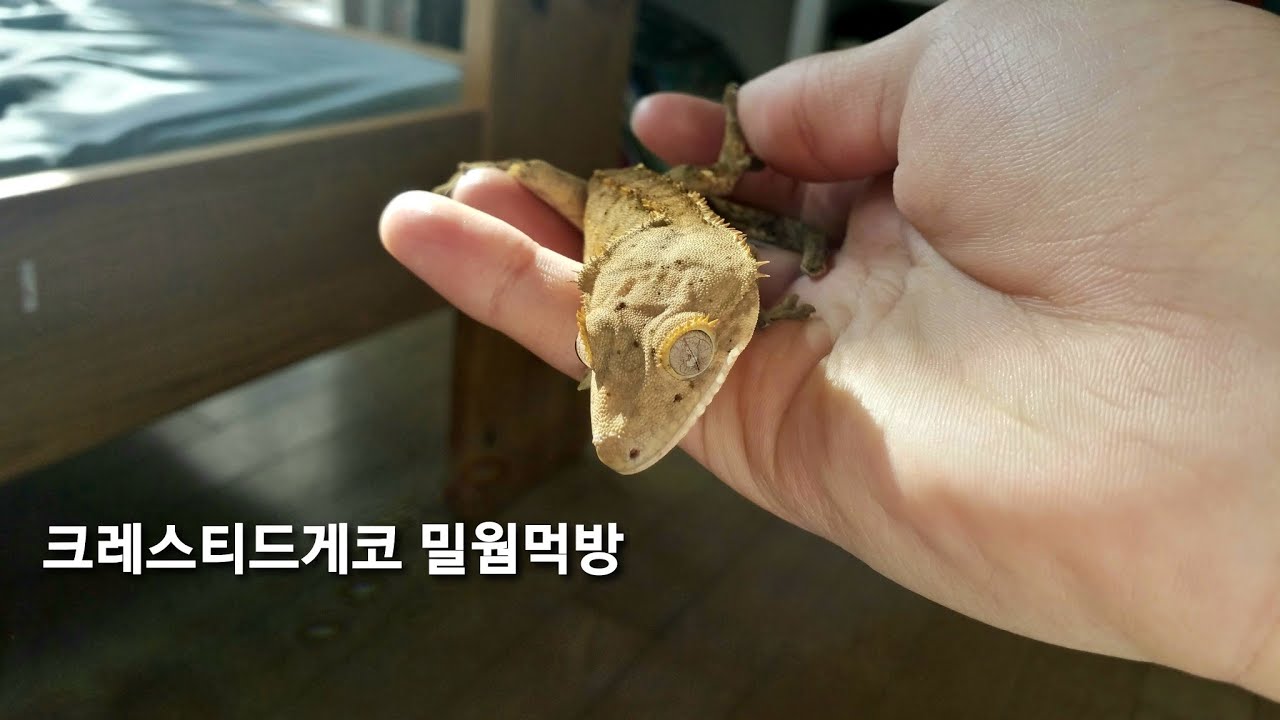 크레스티드 게코 밀웜 피딩먹방 crested gecko feeding mealworms YouTube